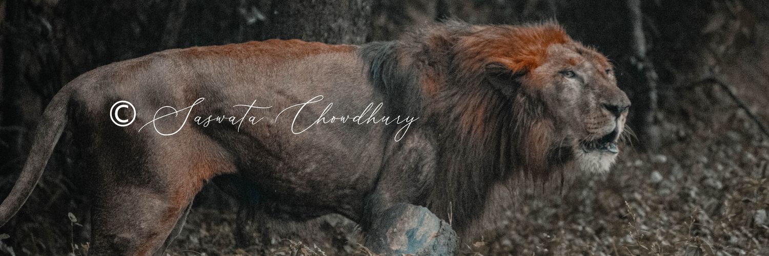 animalloverguy's profile banner image