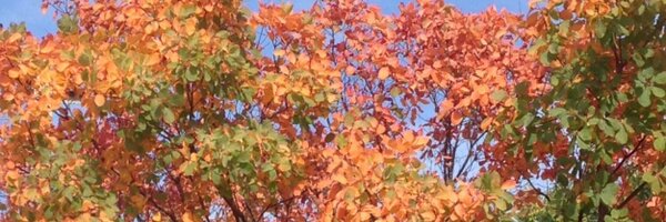 TamiStrege Profile Banner