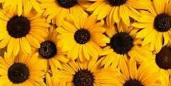 Lexi_Ibarra's profile banner image