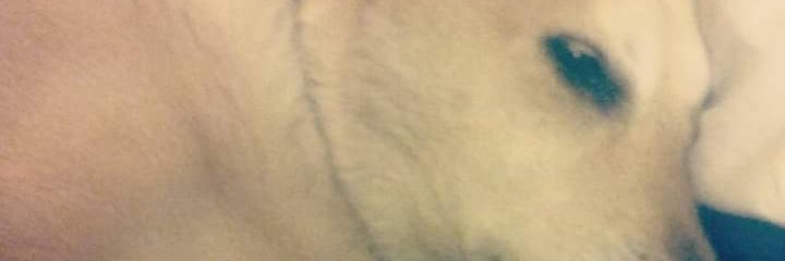 TheMandolinShow's profile banner image