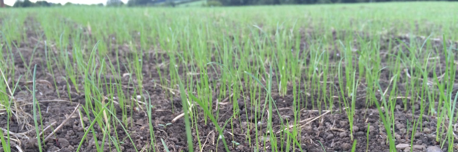 patrick cashman banner