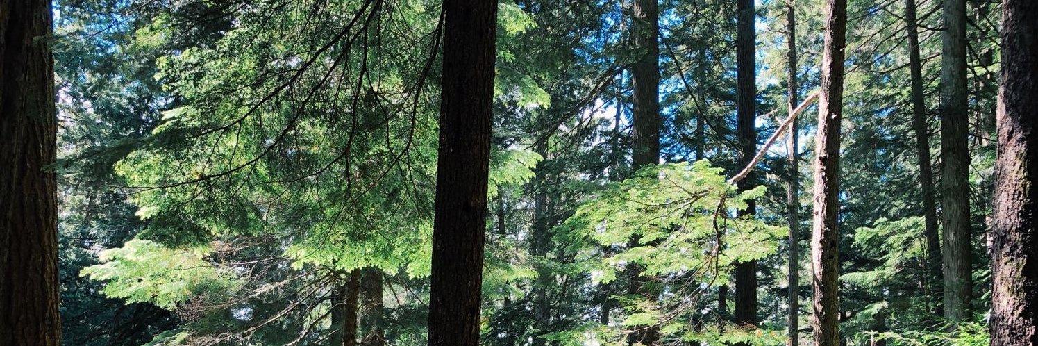 NaomiRobertson's profile banner image