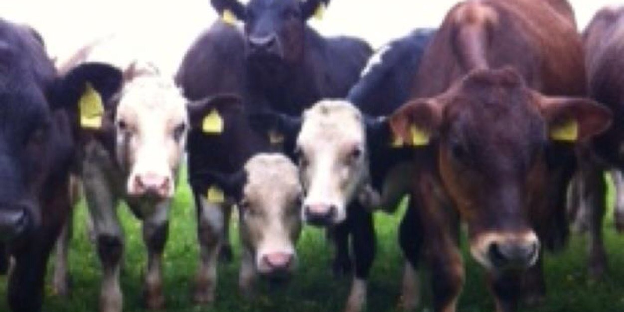NBMCBeef's profile banner image
