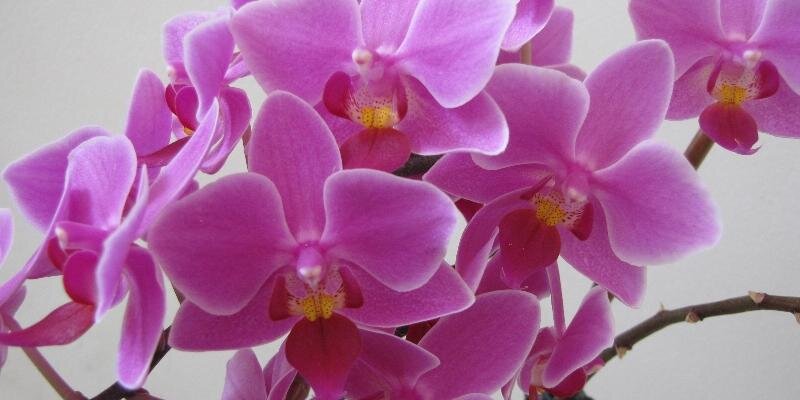 _purvina's profile banner image