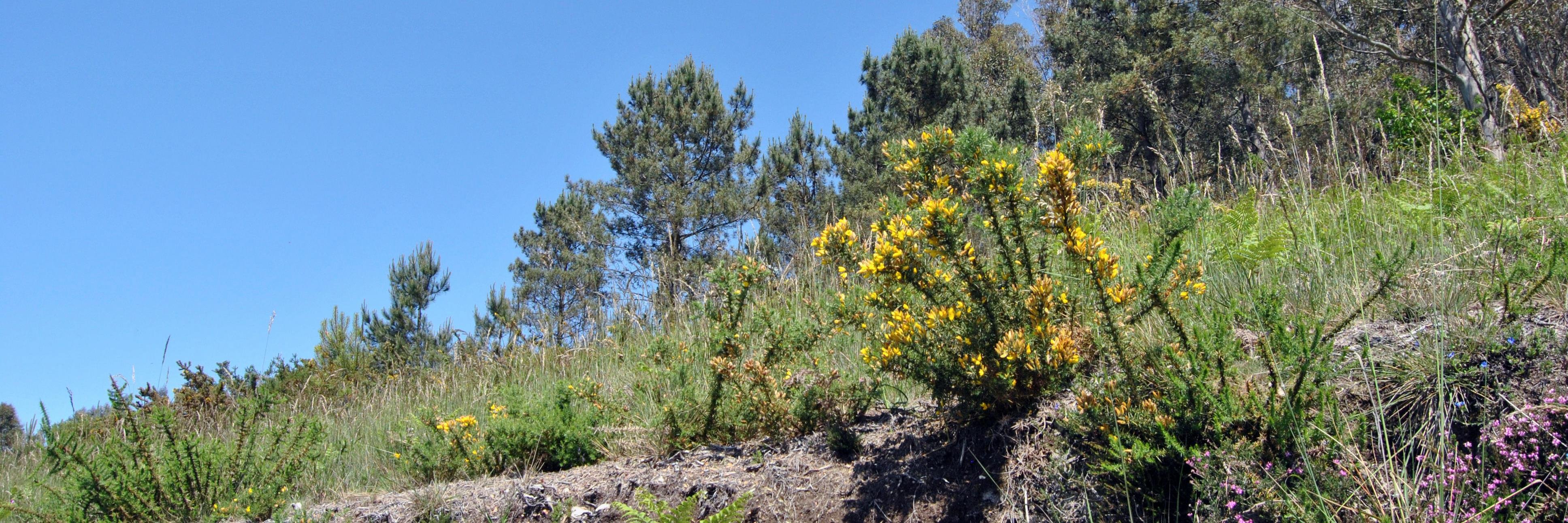Diana Bernárdez banner