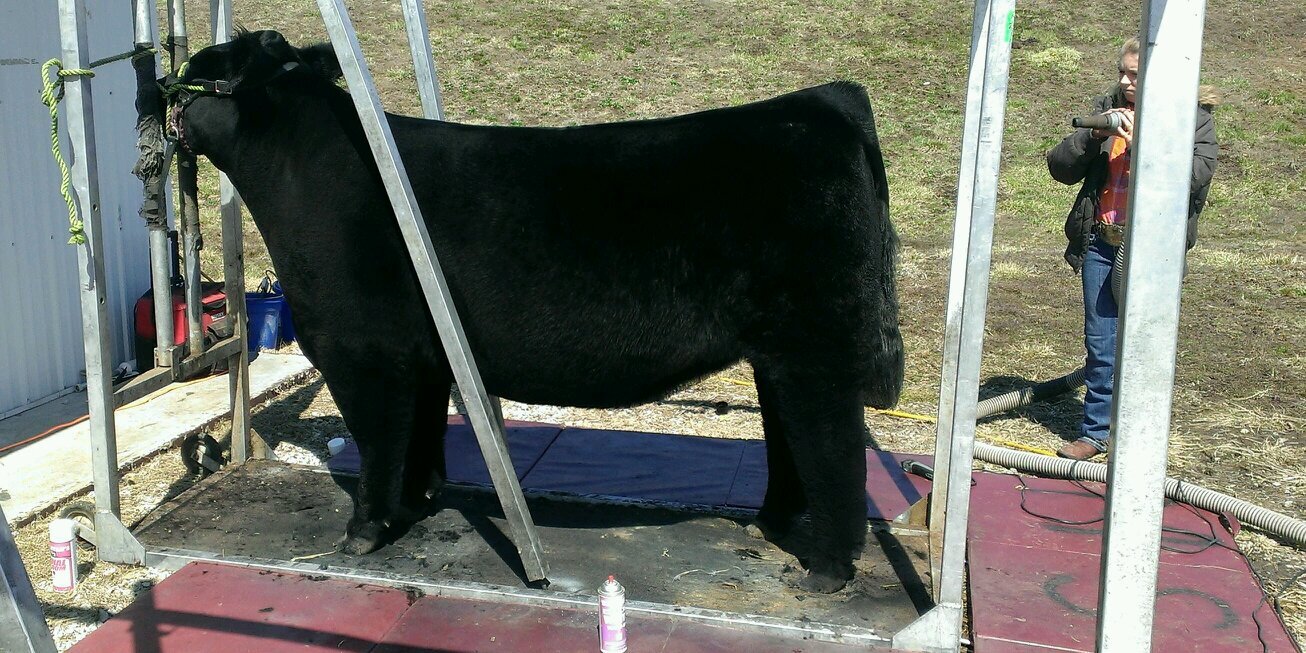 morrisoncattle banner