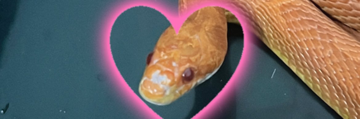 gyuket's profile banner image