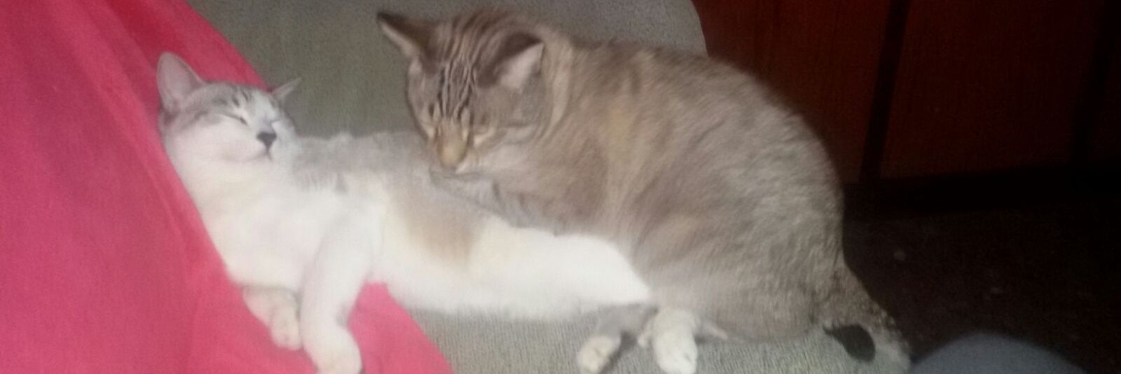 Promesas rotas. banner