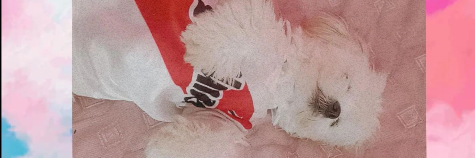beluupermuy's profile banner image