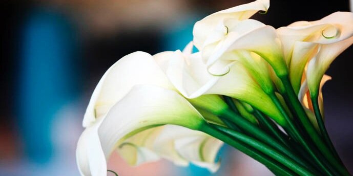 sprout_and_co's profile banner image