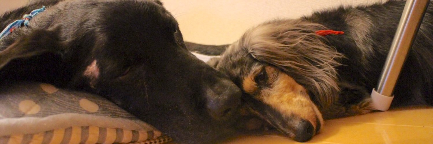 DogRch's profile banner image