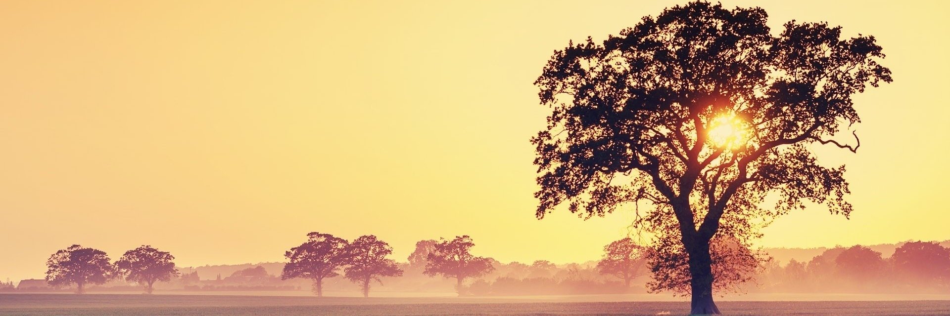 jacque_pacheco's profile banner image