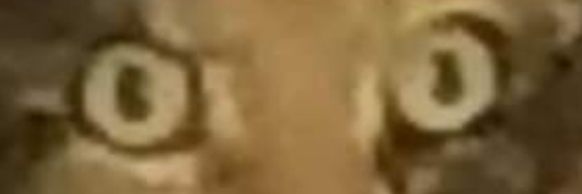 lorrischiest's profile banner image