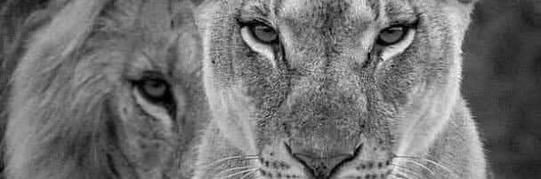 mfaizo333's profile banner image