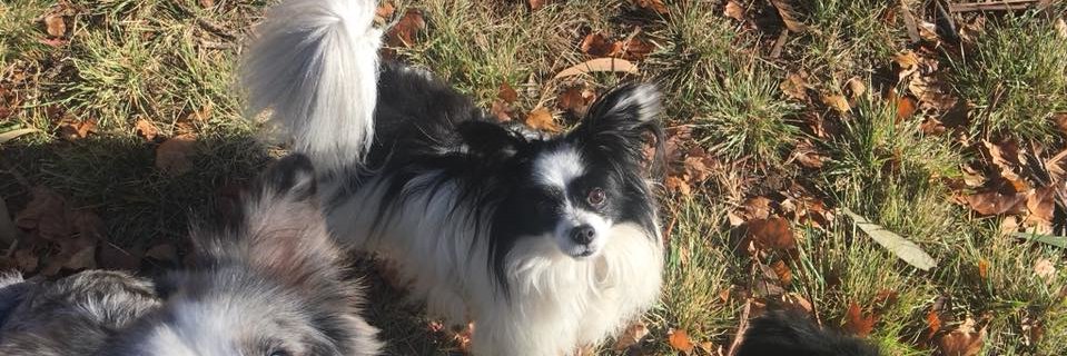 Frankie Aston banner