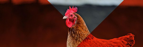 The Humane League Profile Banner