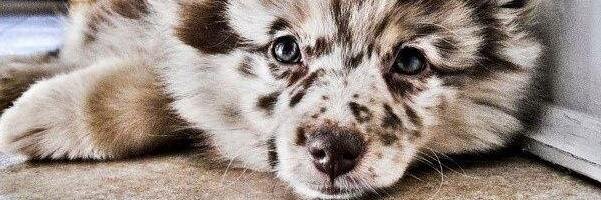 anastassiija's profile banner image