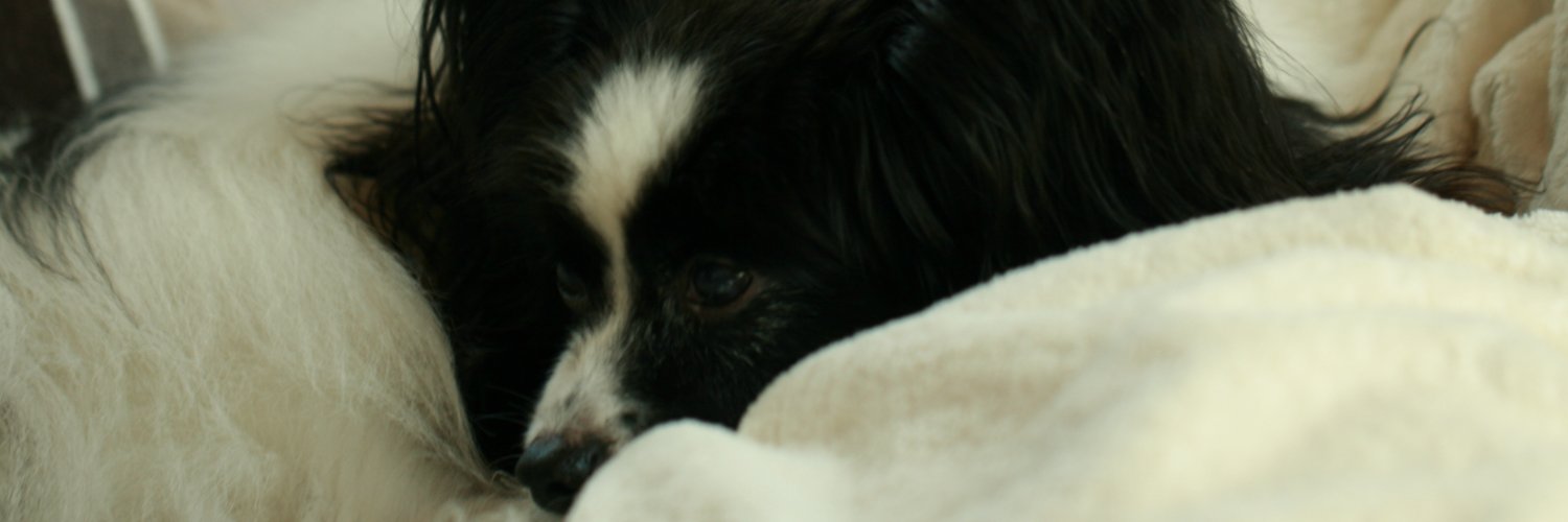Louis_329's profile banner image