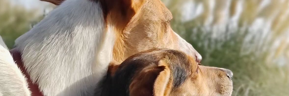 RoLancellotti's profile banner image