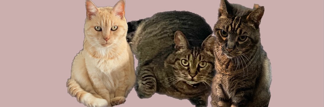LogieRenske's profile banner image