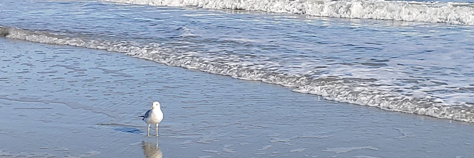 LChessher's profile banner image