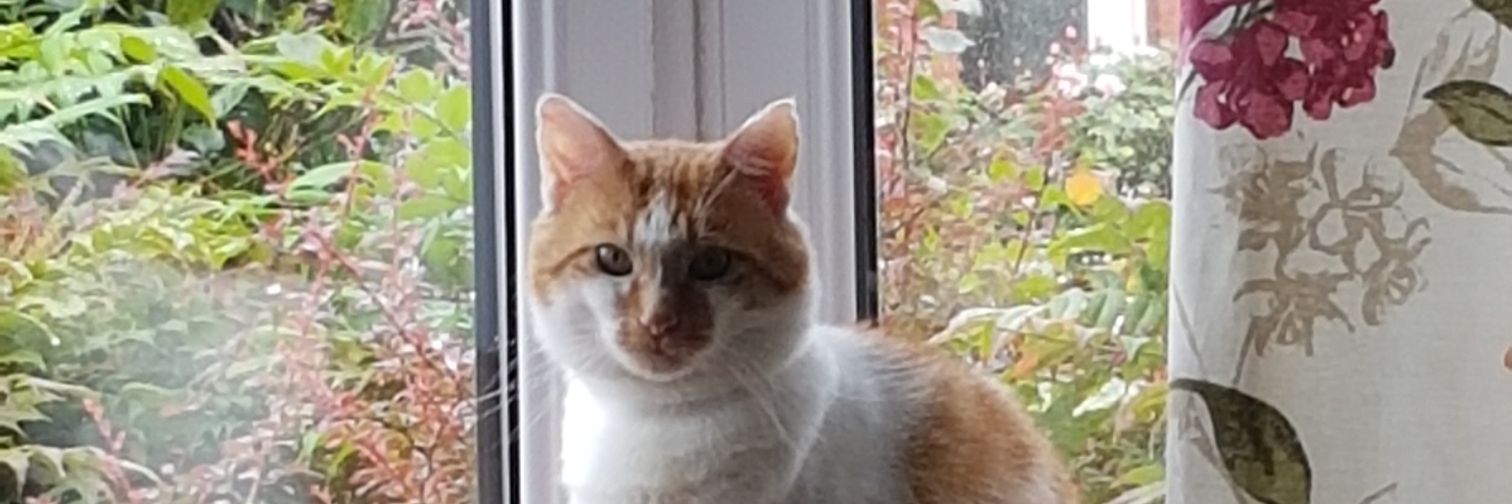 Martin Connell banner