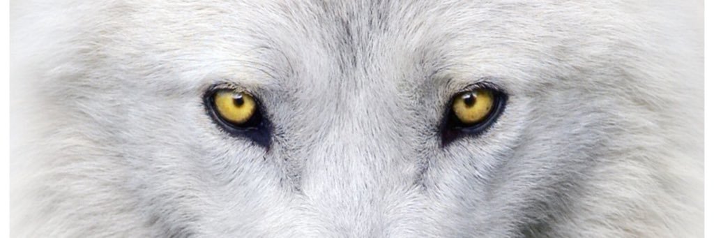 Rasmus_Wolves's profile banner image