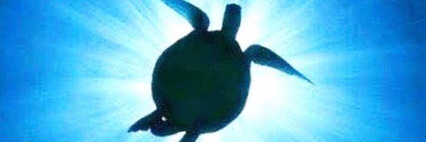 SSLiz Profile Banner