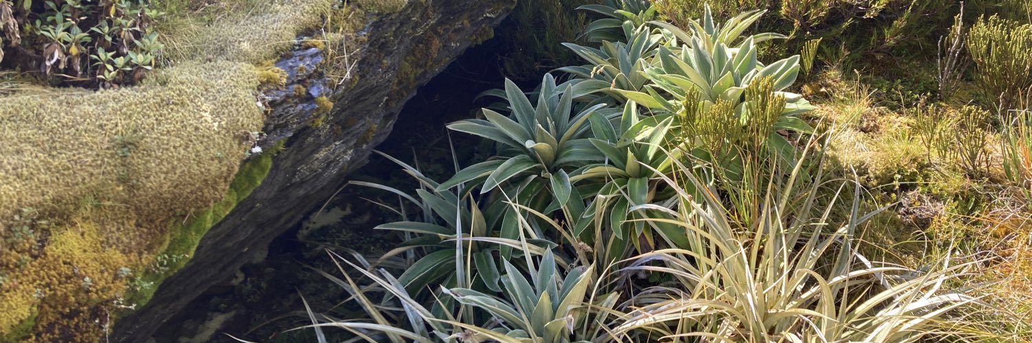 Prof Samuel Mann banner