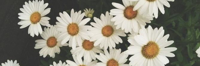 _ItsCupcake's profile banner image