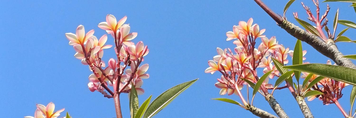 ale_posho's profile banner image