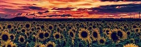 almabaez83's profile banner image