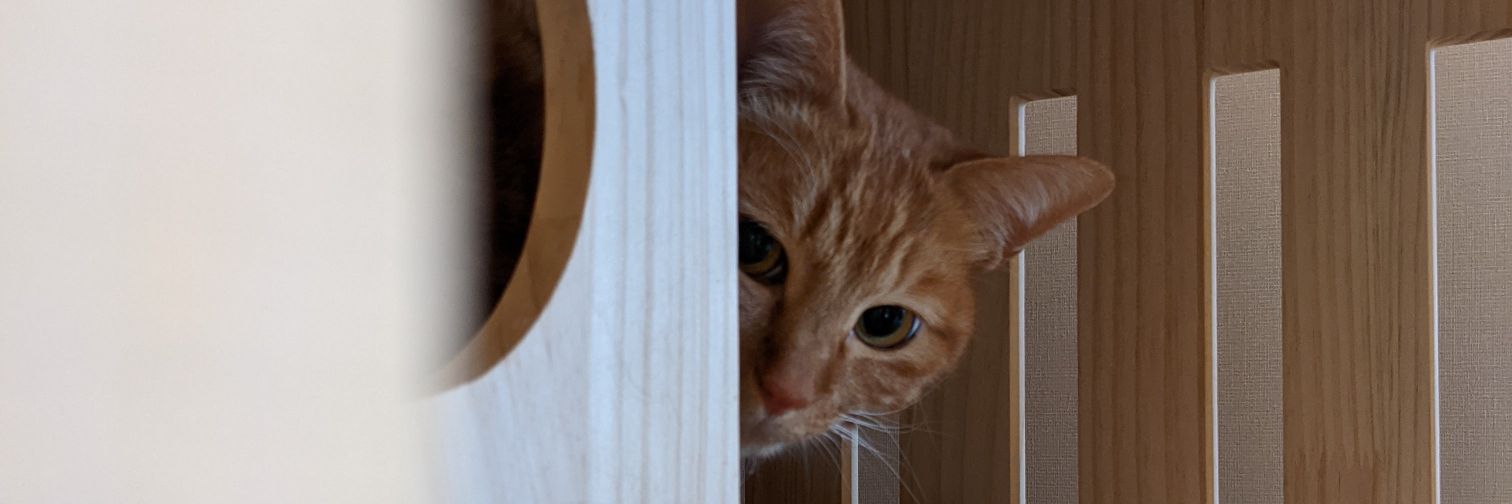 ぴゃーさん banner