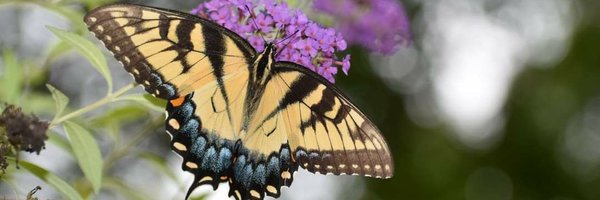 Lobelia388 Profile Banner