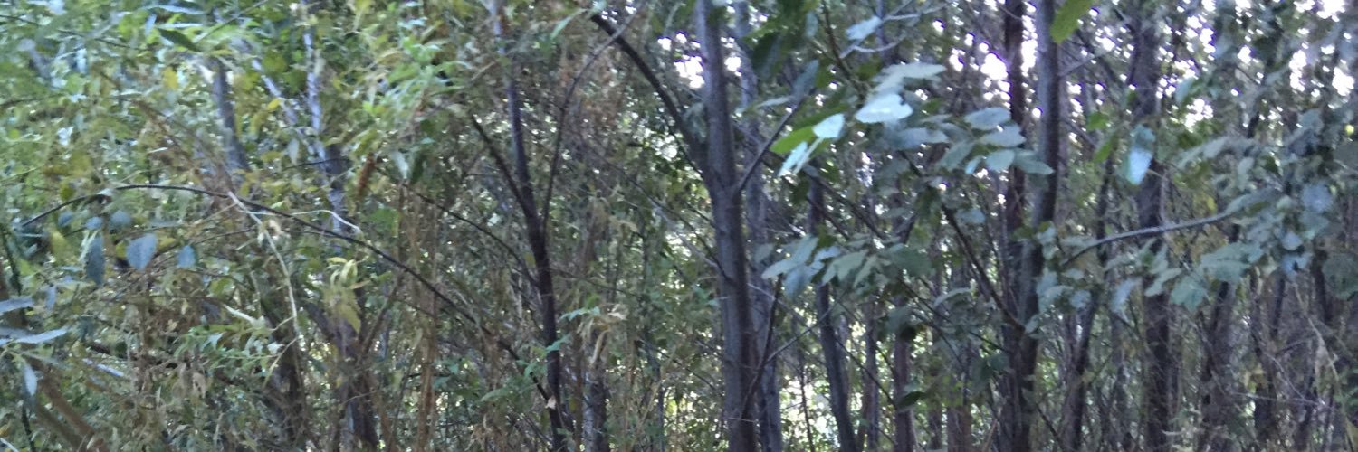 Kidyezir's profile banner image