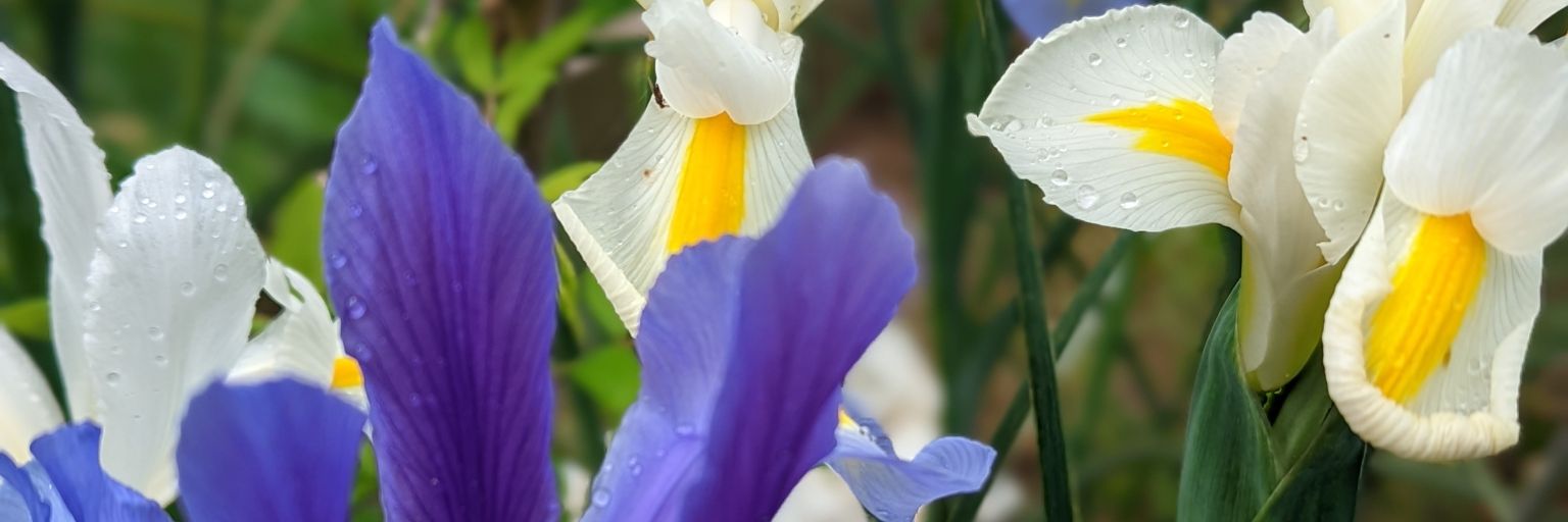 BelindaJensen's profile banner image
