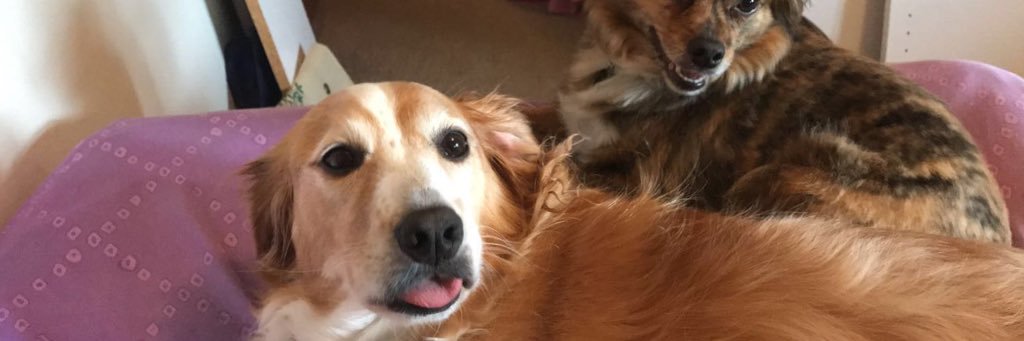 hollyxkris's profile banner image