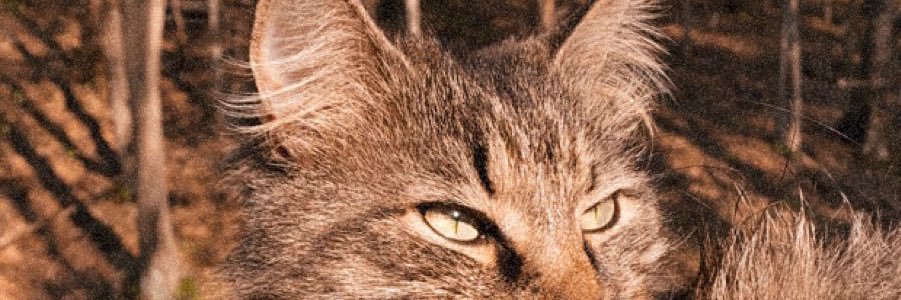 brooksfriant's profile banner image