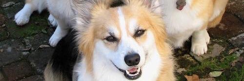 meropoki412's profile banner image