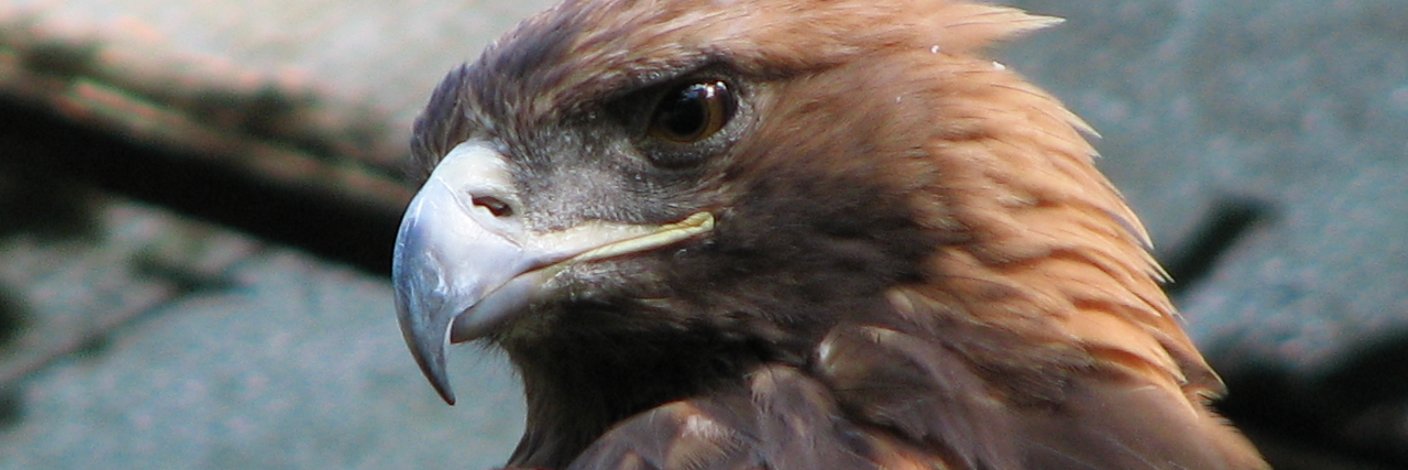 readingeagles's profile banner image