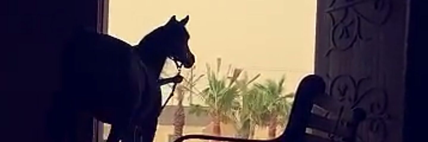 AL_anood456's profile banner image
