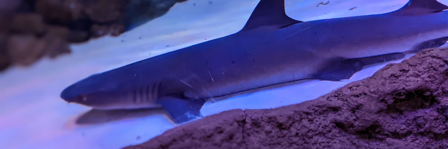 BigPinch22's profile banner image