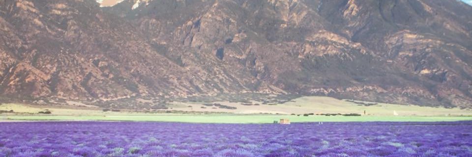 amyboyer73's profile banner image