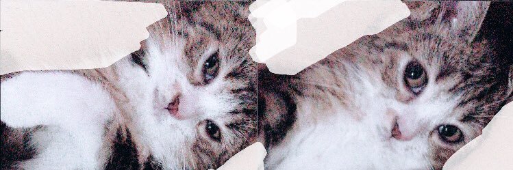 dinaririn's profile banner image