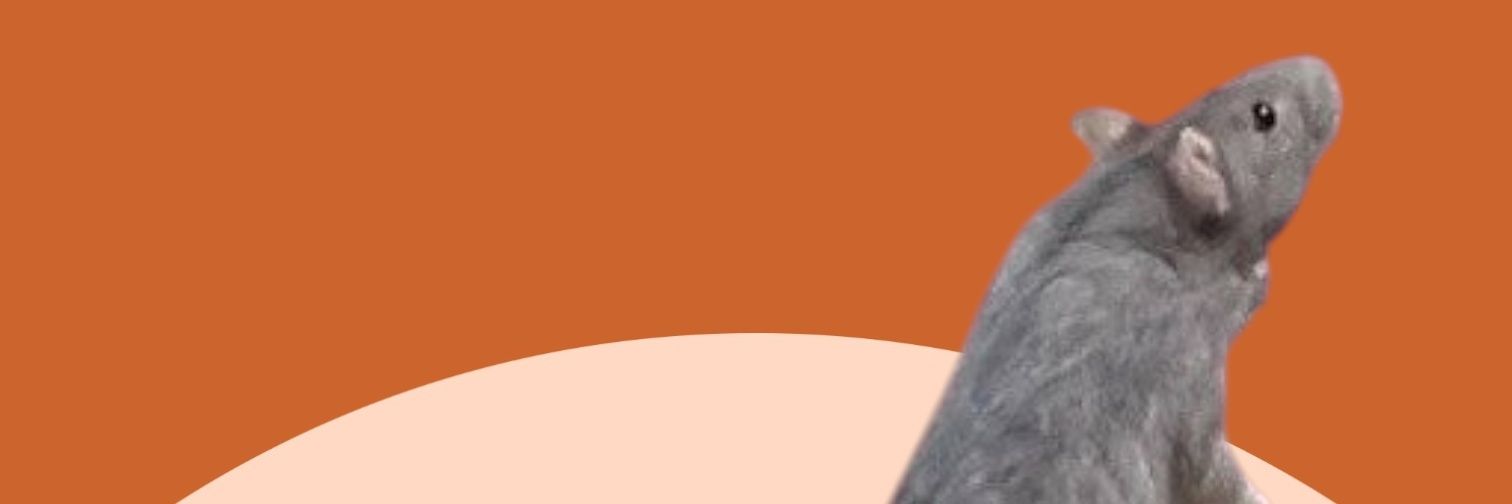 yoneko0717's profile banner image