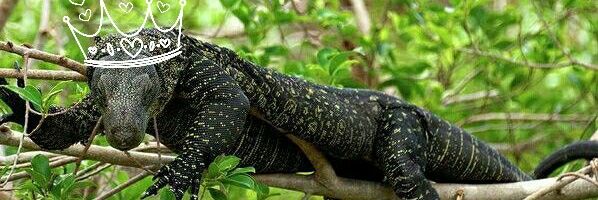 CrocmonToka's profile banner image