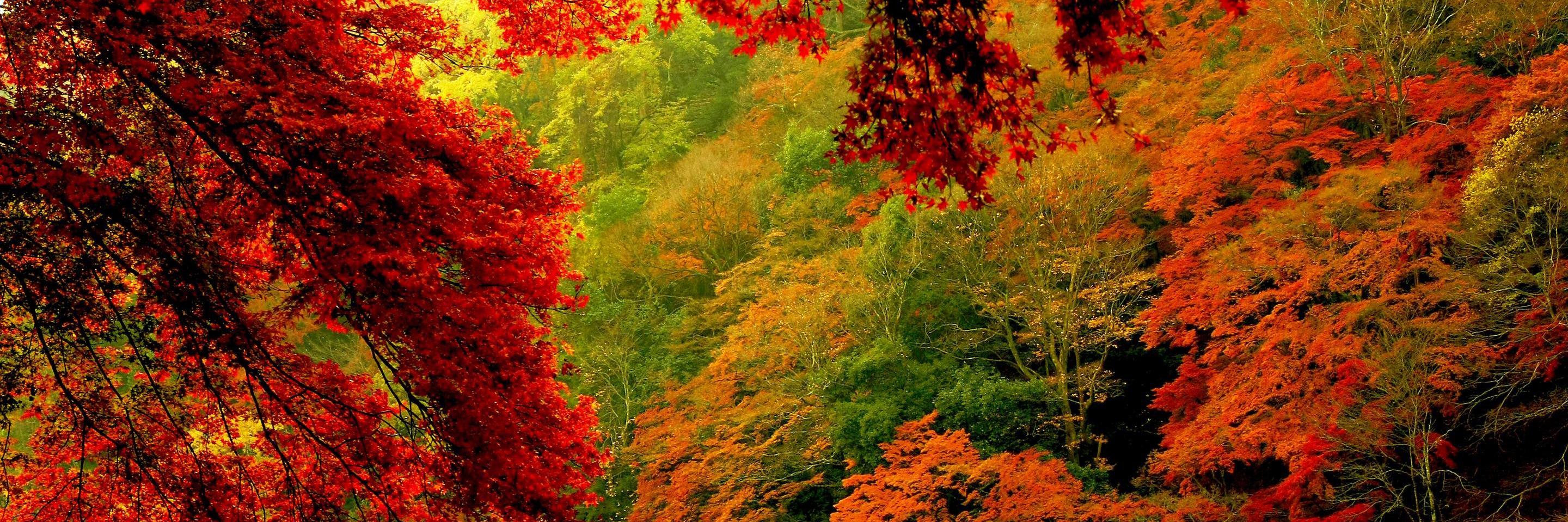 timurmut's profile banner image