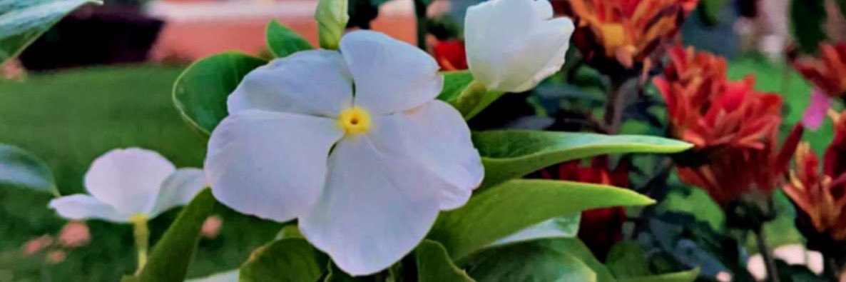 Latefa Al-Otaibi 🦋 banner