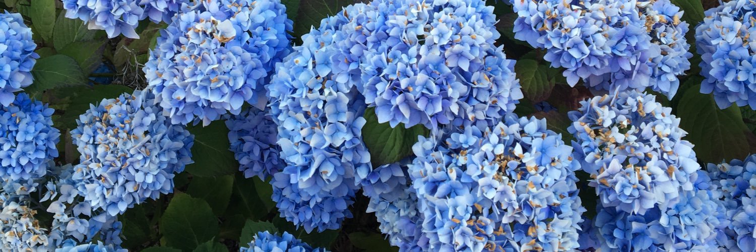 Constance Browne banner