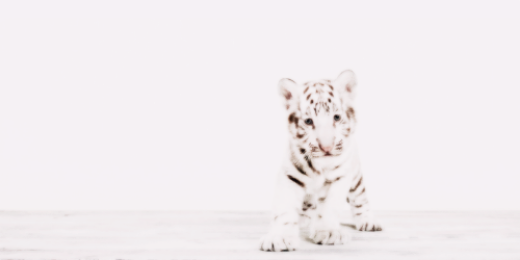 KylieJen_SC's profile banner image